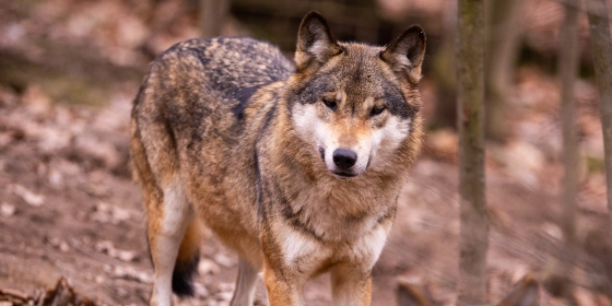 europese-wolf-omheining wolfwerende omheining
