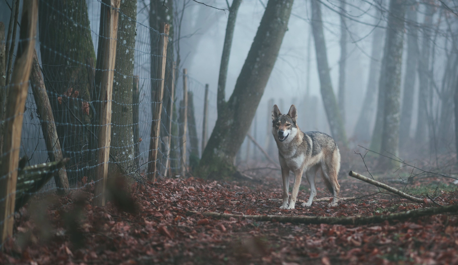 wolf-bij-hekwerk wolfwerend raster