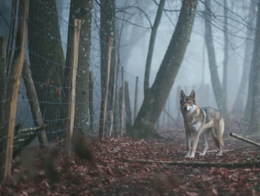wolfwerende-afrastering-home wolfwerende omheining