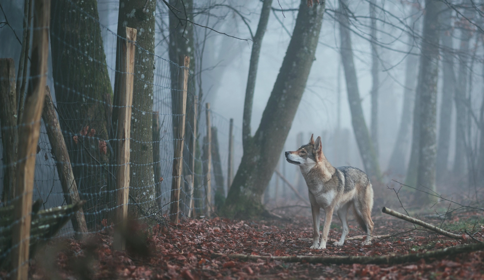 wolfwerende-omheining-home wolfwerend raster